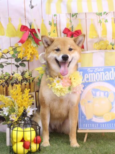 20240412リンちゃん